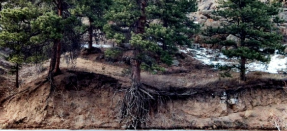 Forest soil under lodegpole pine in Lyons, Colorado. Photo courtesy of Andrea Borkenhagen, 2013.