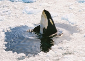 Ross Sea Killer Whale breaches in the Antarctic region. Photo credit: Jaime Ramos, National Science Foundation.