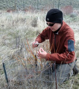 Dr. Kristin Marshall measuring willow stems in Yellowstone National Park.