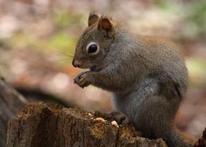 An urban squirrel feasting on its bird feeder treasures.