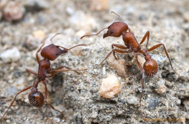 The ant: study species of choice. Photo Credit: Alex Wild